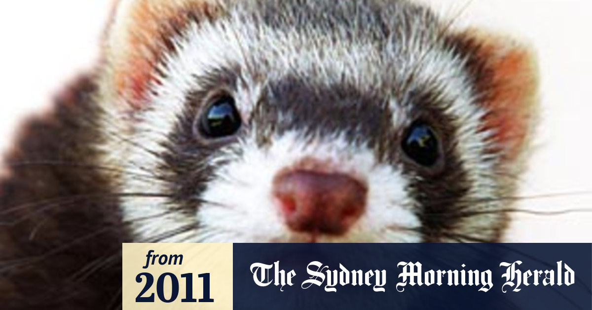 Researchers ferret out a flu cure